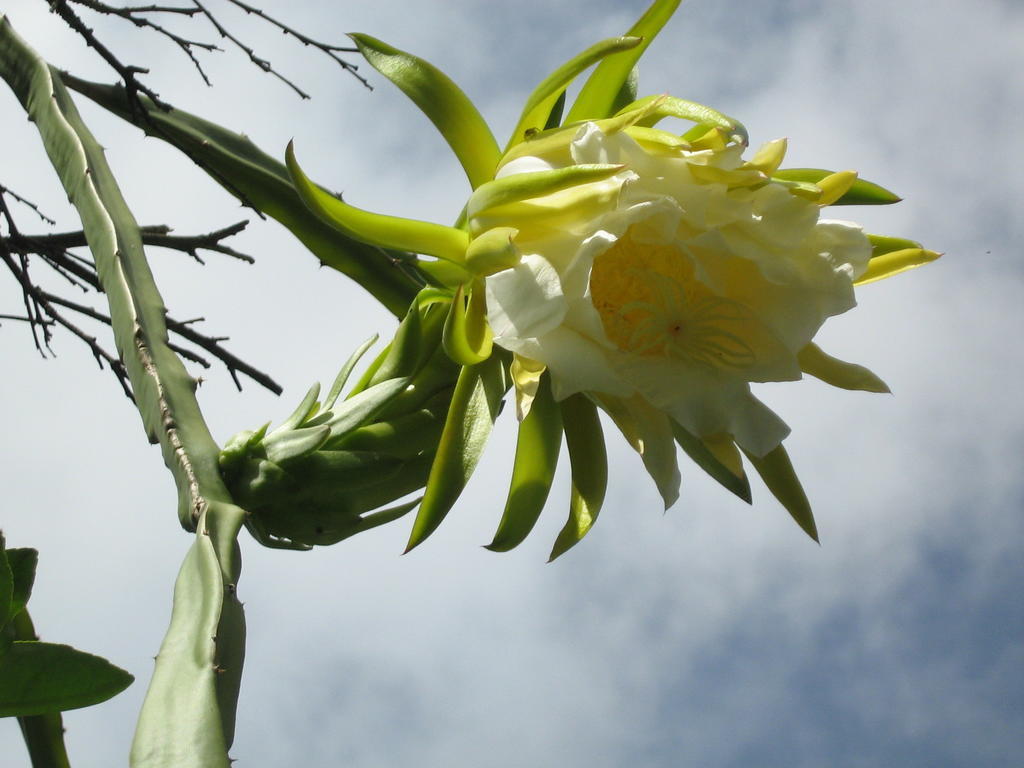 Posada El Jardin Ticul Εξωτερικό φωτογραφία